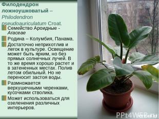 Филодендрон ложноушковатый – Philodendron pseudoauriculatum Croat. Семейство Аро