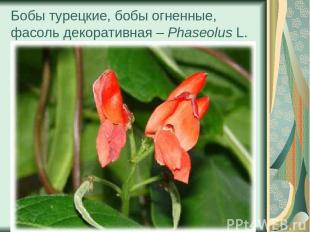 Бобы турецкие, бобы огненные, фасоль декоративная – Phaseolus L.