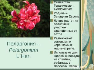 Пеларгония – Pelargonium L`Her. Семейство Гераниевые – Geraniaceae Родина – Запа