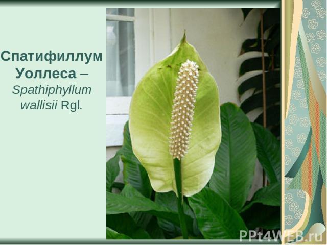Спатифиллум Уоллеса – Spathiphyllum wallisii Rgl.