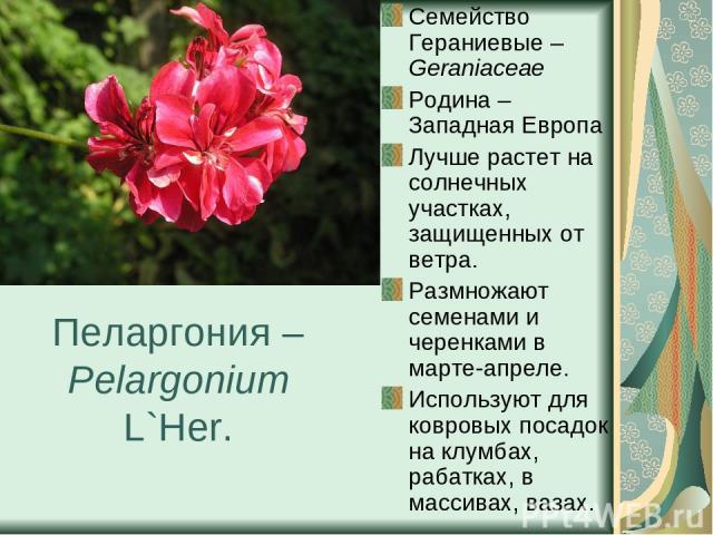 Пеларгония – Pelargonium L`Her. Семейство Гераниевые – Geraniaceae Родина – Западная Европа Лучше растет на солнечных участках, защищенных от ветра. Размножают семенами и черенками в марте-апреле. Используют для ковровых посадок на клумбах, рабатках…