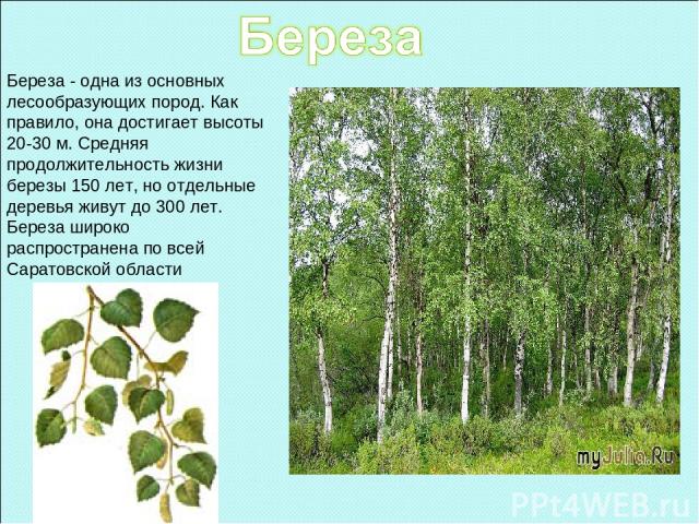 Береза - одна из основных лесообразующих пород. Как правило, она достигает высоты 20-30 м. Средняя продолжительность жизни березы 150 лет, но отдельные деревья живут до 300 лет. Береза широко распространена по всей Саратовской области