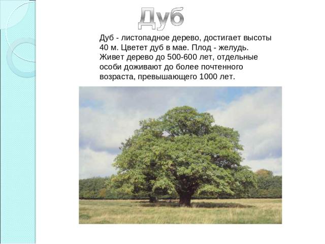 Дуб - листопадное дерево, достигает высоты 40 м. Цветет дуб в мае. Плод - желудь. Живет дерево до 500-600 лет, отдельные особи доживают до более почтенного возраста, превышающего 1000 лет. 