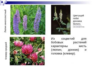 Из соцветий для бобовых растений характерны кисть (люпин, донник) и головка (кле