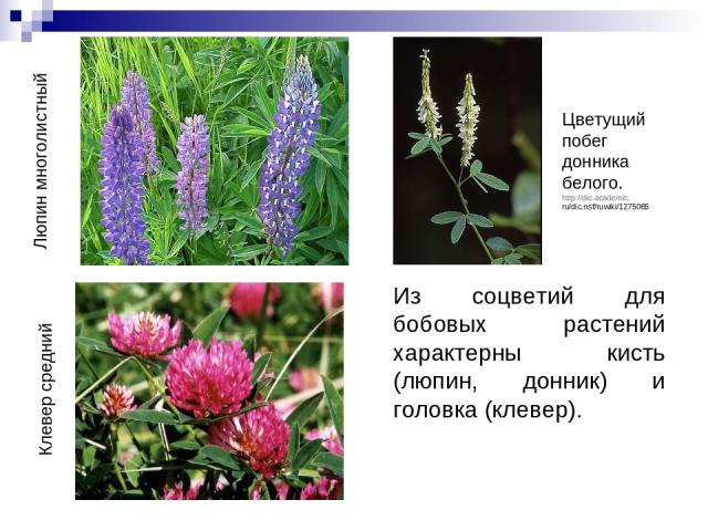 Из соцветий для бобовых растений характерны кисть (люпин, донник) и головка (клевер). Клевер средний Люпин многолистный Цветущий побег донника белого. http://dic.academic. ru/dic.nsf/ruwiki/1275065