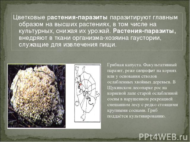 Цветковые растения-паразиты паразитируют главным образом на высших растениях, в том числе на культурных, снижая их урожай. Растения-паразиты, внедряют в ткани организма-хозяина гаустории, служащие для извлечения пищи. Грибная капуста. Факультативный…