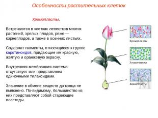 Хромопласты. Встречаются в клетках лепестков многих растений, зрелых плодов, реж