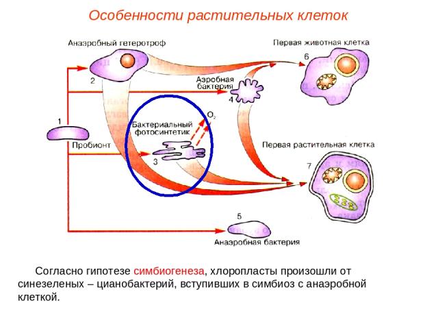 Согласно гипотезе симбиогенеза, хлоропласты произошли от синезеленых – цианобактерий, вступивших в симбиоз с анаэробной клеткой. Особенности растительных клеток