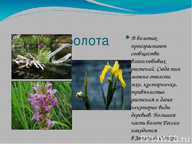 Болота В болотах произрастают сообщества влаголюбивых растений. Сюда тип можно отнести мхи, кустарнички, травянистые растения и даже некоторые виды деревьев. Большая часть болот России находится в Западной Сибири.