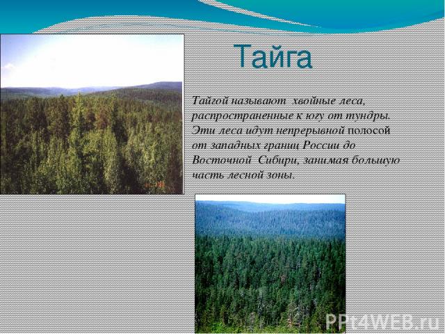 Тайга Тайгой называют хвойные леса, распространенные к югу от тундры. Эти леса идут непрерывной полосой от западных границ России до Восточной Сибири, занимая большую часть лесной зоны.