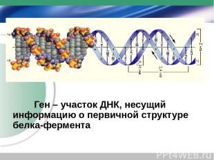 Ген – участок ДНК, несущий информацию о первичной структуре белка-фермента