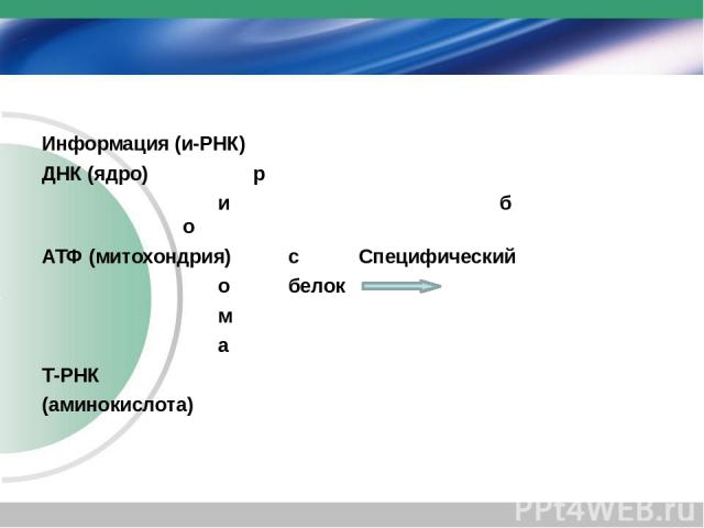 Информация (и-РНК) ДНК (ядро) р и б о АТФ (митохондрия) с Специфический о белок м а Т-РНК (аминокислота)