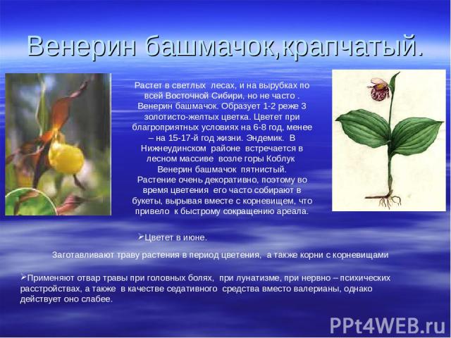 Венерин башмачок,крапчатый. Растет в светлых лесах, и на вырубках по всей Восточной Сибири, но не часто . Венерин башмачок. Образует 1-2 реже 3 золотисто-желтых цветка. Цветет при благроприятных условиях на 6-8 год, менее – на 15-17-й год жизни. Энд…