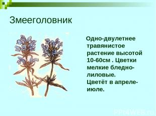 Змееголовник Одно-двулетнее травянистое растение высотой 10-60см . Цветки мелкие