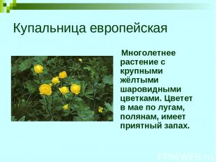 Купальница европейская Многолетнее растение с крупными жёлтыми шаровидными цветк
