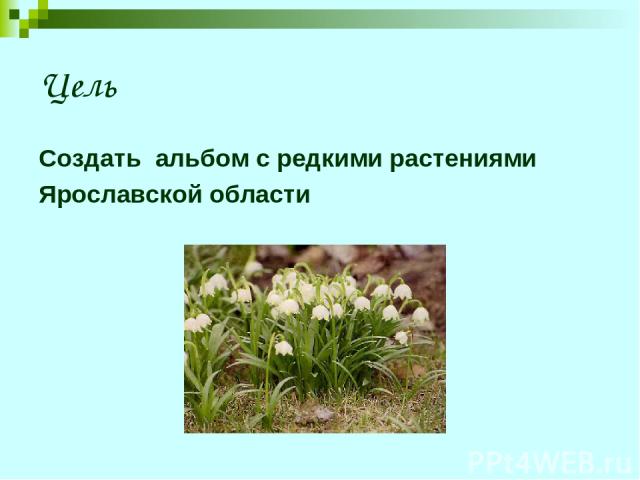 Цель Создать альбом с редкими растениями Ярославской области