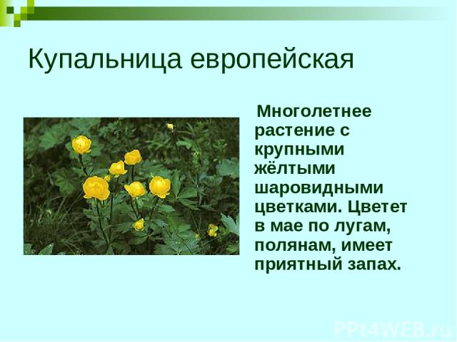 Купальница европейская Многолетнее растение с крупными жёлтыми шаровидными цветками. Цветет в мае по лугам, полянам, имеет приятный запах.
