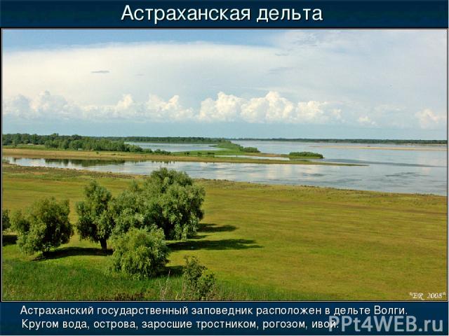 Астраханская дельта Астраханский государственный заповедник расположен в дельте Волги. Кругом вода, острова, заросшие тростником, рогозом, ивой.