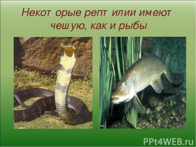 Некоторые рептилии имеют чешую, как и рыбы
