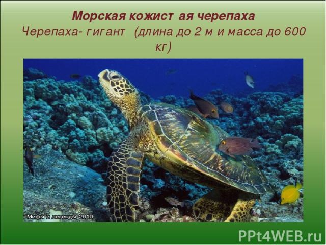 Морская кожистая черепаха Черепаха- гигант (длина до 2 м и масса до 600 кг)