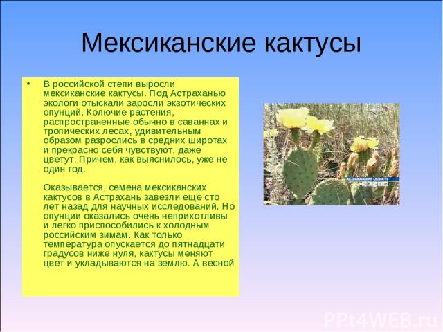 Мексиканские кактусы В российской степи выросли мексиканские кактусы. Под Астраханью экологи отыскали заросли экзотических опунций. Колючие растения, распространенные обычно в саваннах и тропических лесах, удивительным образом разрослись в средних ш…