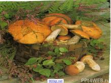 Роль грибов