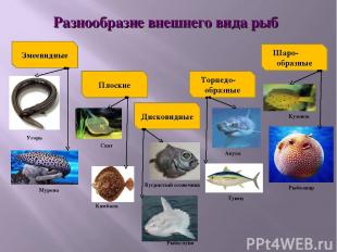 Разнообразие внешнего вида рыб Змеевидные Плоские Дисковидные Торпедо- образные
