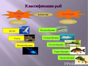 Классификация рыб ХРЯЩЕВЫЕ КОСТНЫЕ Осетрообразные ОТРЯДЫ ОТРЯДЫ Сельдеобразные Л
