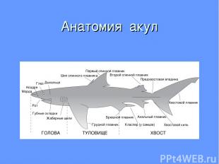 Анатомия акул
