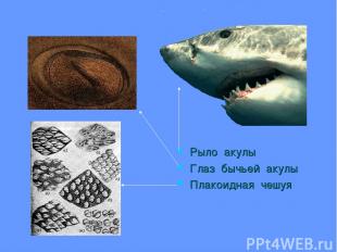 Рыло акулы Глаз бычьей акулы Плакоидная чешуя
