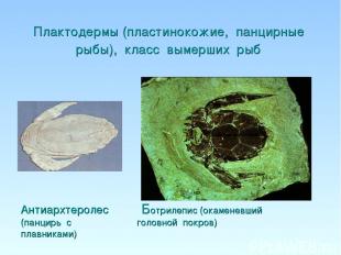 Плактодермы (пластинокожие, панцирные рыбы), класс вымерших рыб Антиархтеролес Б