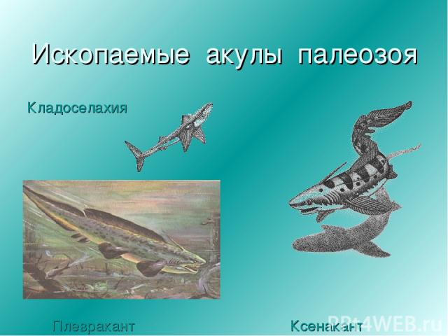 Ископаемые акулы палеозоя Кладоселахия Плевракант Ксенакант