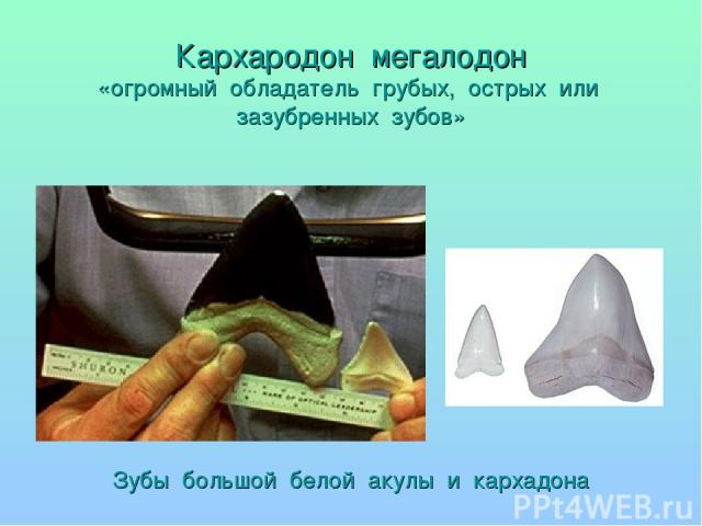 Кархародон мегалодон «огромный обладатель грубых, острых или зазубренных зубов» Зубы большой белой акулы и кархадона