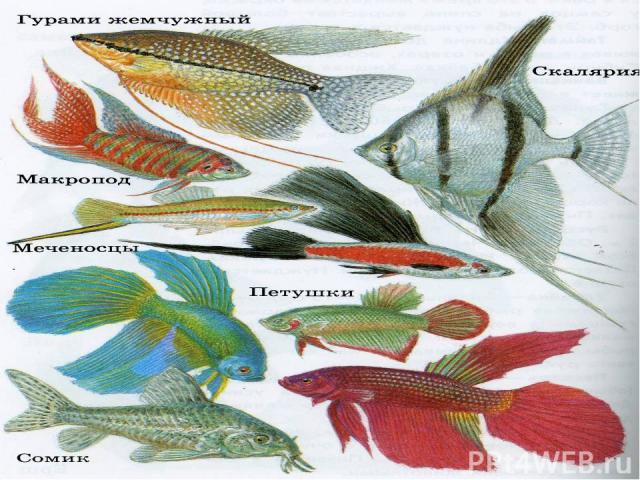 Разнообразие аквариумных рыб