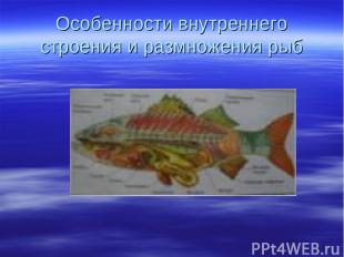 Особенности внутреннего строения и размножения рыб