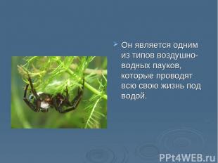 Он является одним из типов воздушно-водных пауков, которые проводят всю свою жиз