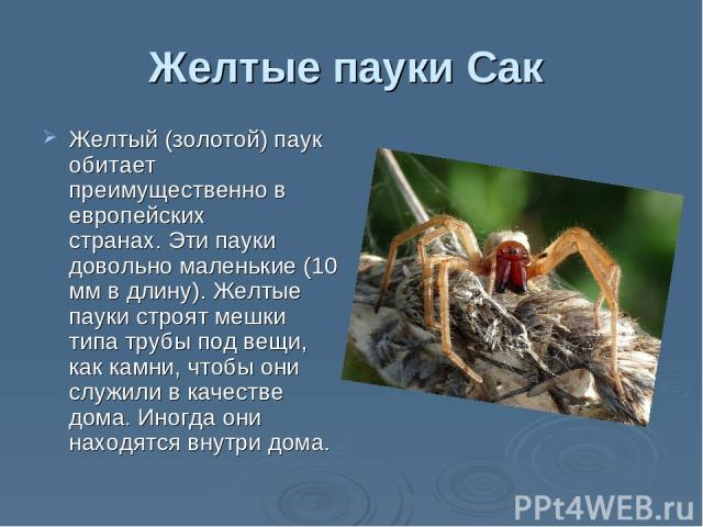 Желтые пауки Сак Желтый (золотой) паук обитает преимущественно в европейских странах. Эти пауки довольно маленькие (10 мм в длину). Желтые пауки строят мешки типа трубы под вещи, как камни, чтобы они служили в качестве дома. Иногда они находятся вну…