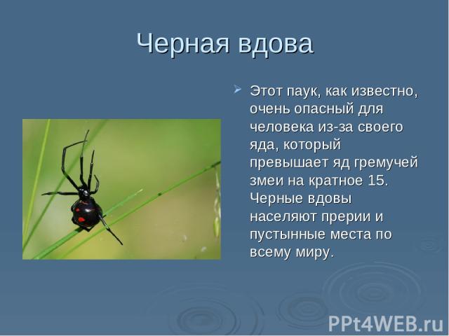 Черная вдова Этот паук, как известно, очень опасный для человека из-за своего яда, который превышает яд гремучей змеи на кратное 15. Черные вдовы населяют прерии и пустынные места по всему миру.