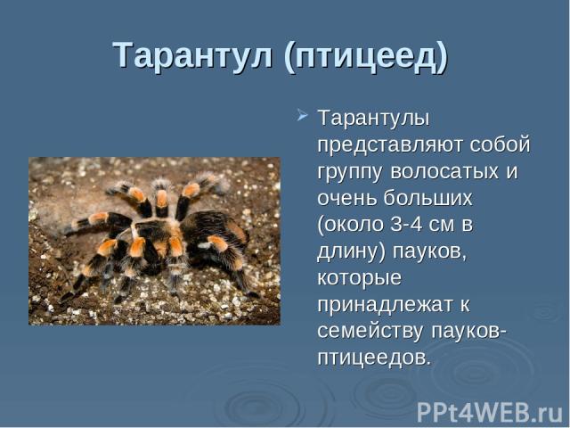 Тарантул (птицеед) Тарантулы представляют собой группу волосатых и очень больших (около 3-4 см в длину) пауков, которые принадлежат к семейству пауков-птицеедов.