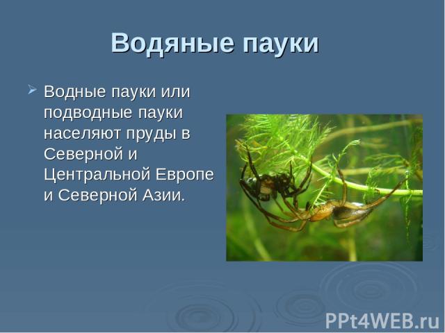 Водяные пауки  Водные пауки или подводные пауки населяют пруды в Северной и Центральной Европе и Северной Азии.