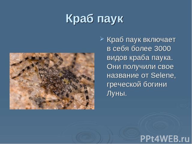 Краб паук Краб паук включает в себя более 3000 видов краба паука. Они получили свое название от Selene, греческой богини Луны.