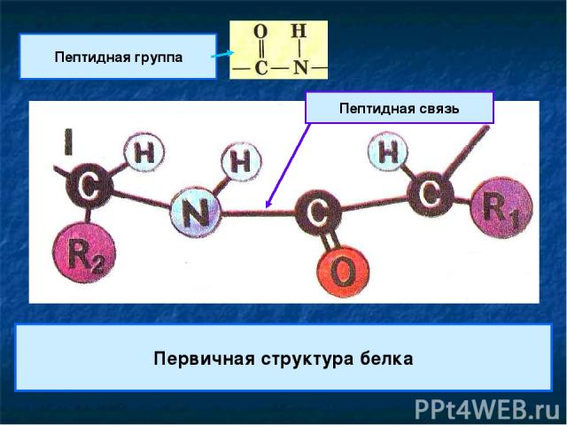 Первичная структура белка Пептидная группа Пептидная связь