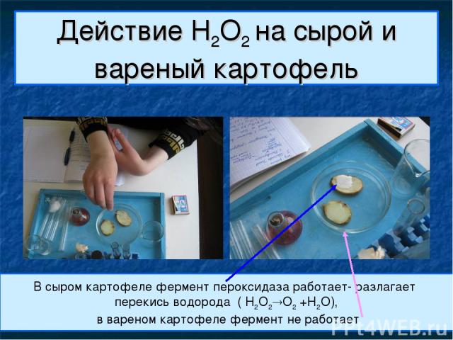 Действие H2O2 на сырой и вареный картофель В сыром картофеле фермент пероксидаза работает- разлагает перекись водорода ( H2O2 O2 +H2O), в вареном картофеле фермент не работает