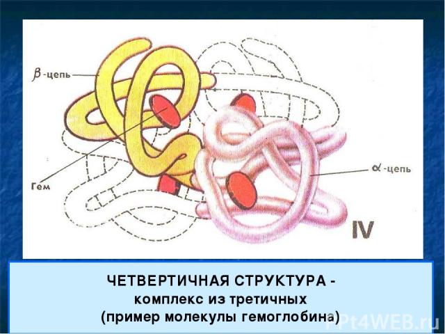 ЧЕТВЕРТИЧНАЯ СТРУКТУРА - комплекс из третичных (пример молекулы гемоглобина)