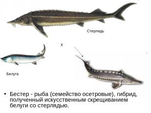 Бестер - рыба (семейство осетровые), гибрид, полученный искусственным скрещивани