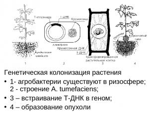 Генетическая колонизация растения 1- агробактерии существуют в ризосфере; 2 - ст