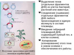 Выделение генов (отдельных фрагментов ДНК) из клеток бактерий, растений или живо