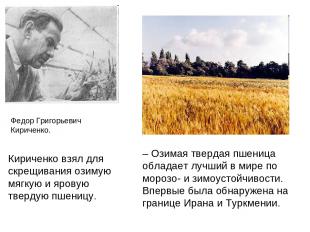 Федор Григорьевич Кириченко. – Озимая твердая пшеница обладает лучший в мире по