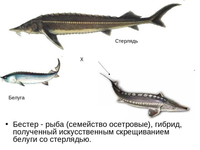 Бестер - рыба (семейство осетровые), гибрид, полученный искусственным скрещиванием белуги со стерлядью. Белуга Стерлядь Х