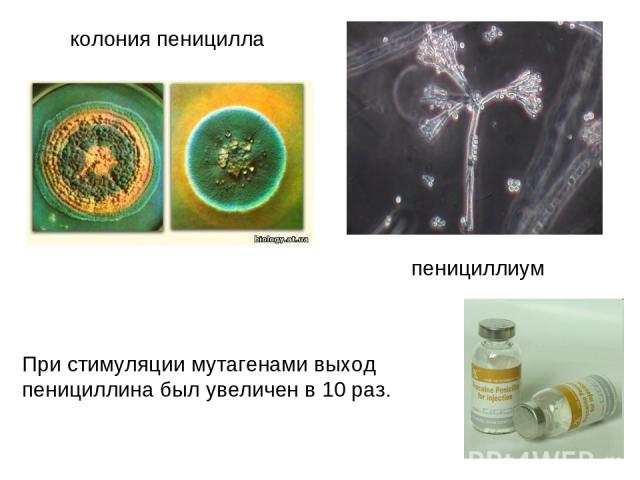 колония пеницилла пенициллиум При стимуляции мутагенами выход пенициллина был увеличен в 10 раз.